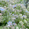 Borage - 4" Pot
