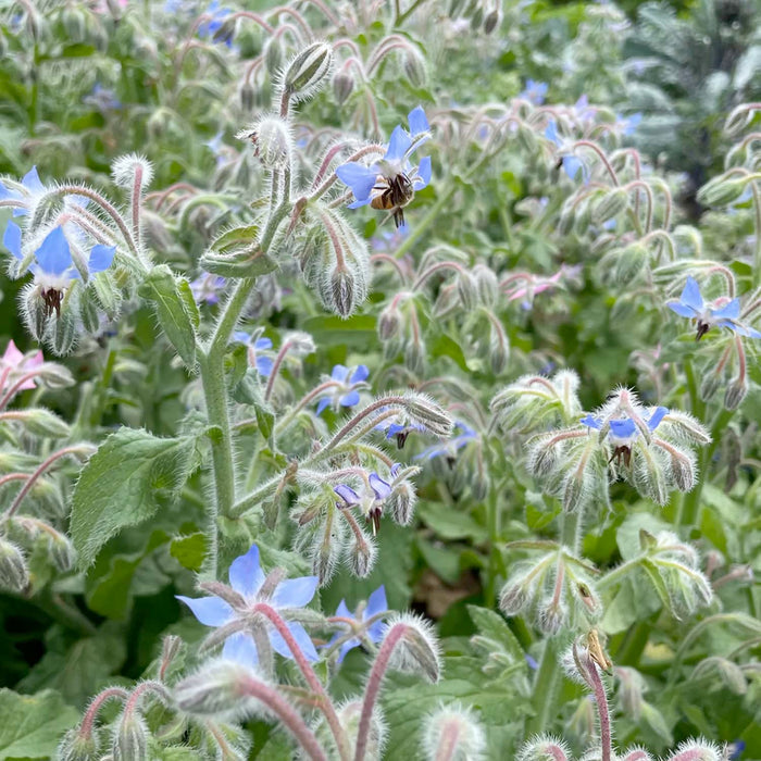 Borage - 4" Pot