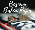 Bosnian Balon Pupa Selection