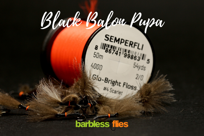 Bosnian Balon Pupa Selection