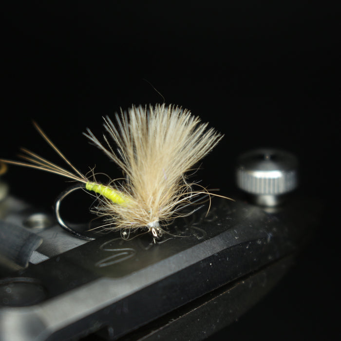 Bosnian CdC Olives