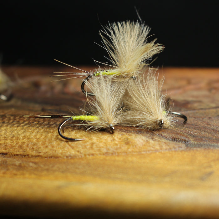 Bosnian CdC Olives