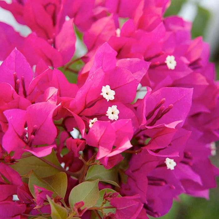 Bougainvillea 'Barbara Karst' - Barbara Karst Bougainvillea - Staked - 1 Gallon - Roger's Gardens