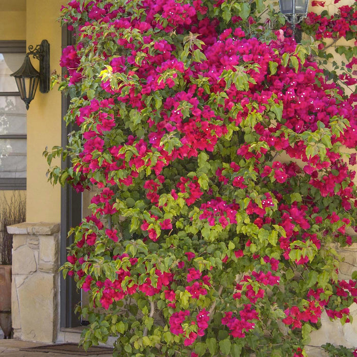 Bougainvillea 'Barbara Karst' - Barbara Karst Bougainvillea - Staked - 5 Gallon - Roger's Gardens
