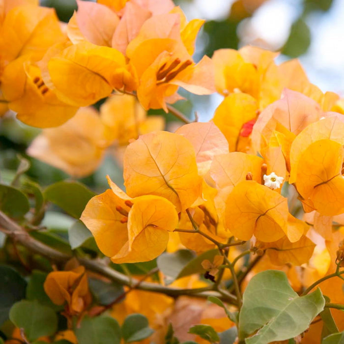 Bougainvillea 'Bengal Orange' - Bengal Orange Bougainvillea - Staked - 2 Gallon - Roger's Gardens