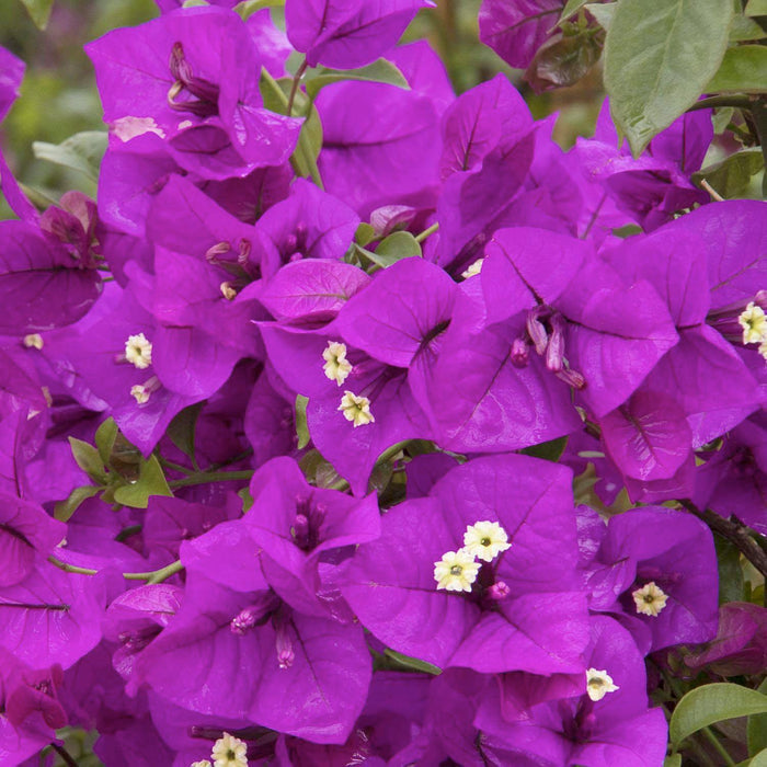 Bougainvillea 'Purple Queen'® - Purple Queen Bougainvillea - 2 Gallon - Roger's Gardens