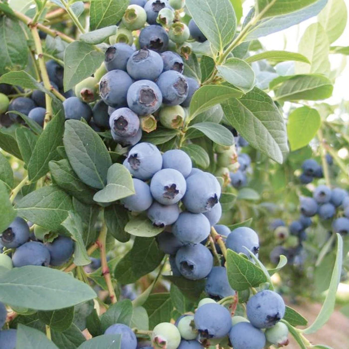 Bountiful Blue Blueberry® - 2 Gallon - Roger's Gardens
