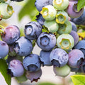 Bountiful Delight Blueberry™ - 2 Gallon - Roger's Gardens