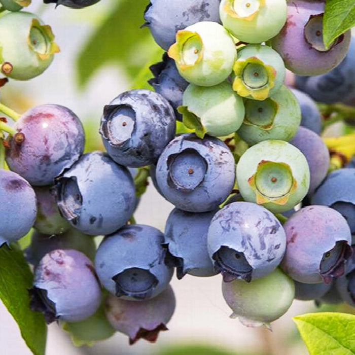 Bountiful Delight Blueberry™ - 2 Gallon - Roger's Gardens