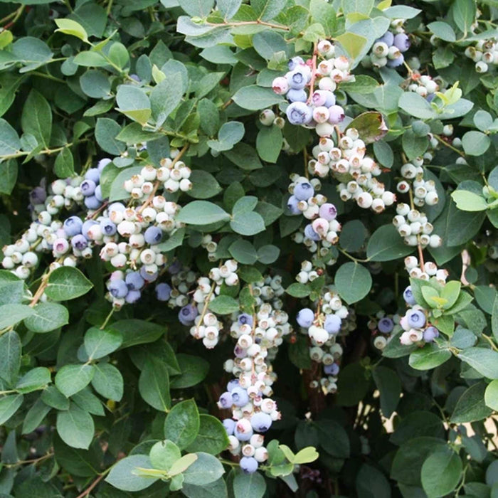 Bountiful Delight Blueberry™ - 2 Gallon - Roger's Gardens