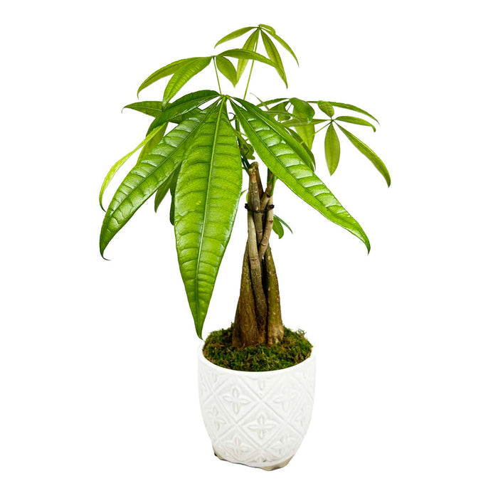 Braided Money Tree in White Diamond Pot