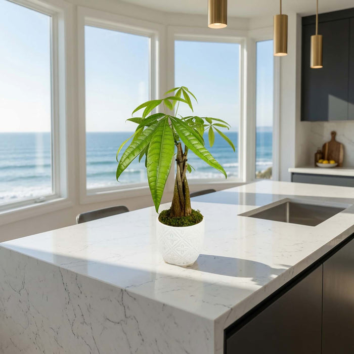 Braided Money Tree in White Diamond Pot