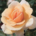 Brandy - 5 Gallon - Roger's Gardens