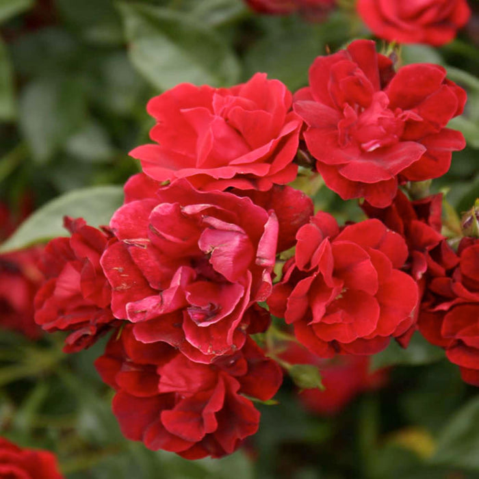 Brick House - 5 Gallon - Roger's Gardens