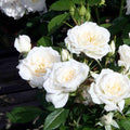 Bridal Sunblaze - 3 Gallon - Roger's Gardens