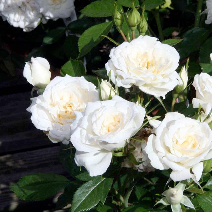 Bridal Sunblaze - 3 Gallon - Roger's Gardens