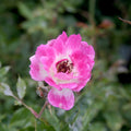 Brilliant Pink Iceberg - 5 Gallon - Roger's Gardens