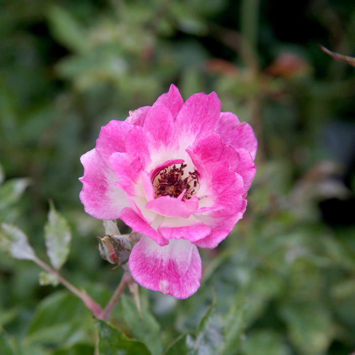 Brilliant Pink Iceberg - 5 Gallon - Roger's Gardens