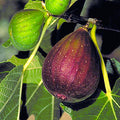 Brown Turkey Fig - 5 Gallon - Roger's Gardens