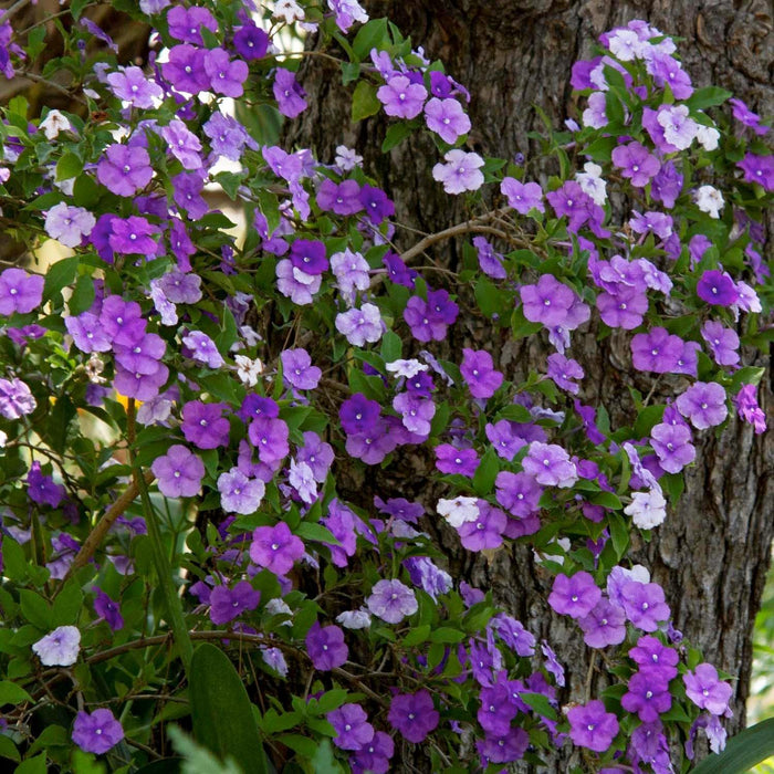 Brunfelsia floribunda - Yesterday - Today - Tomorrow - 5 Gallon - Roger's Gardens