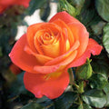 Burst Of Joy - 5 Gallon - Roger's Gardens