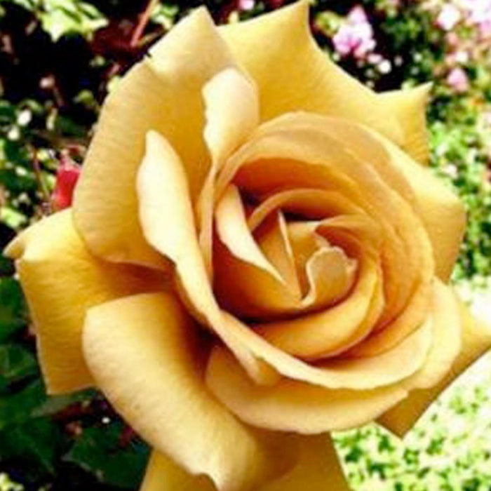 Butterscotch - Climbing - Staked -15 Gallon - Roger's Gardens