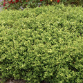 Buxus 'Green Beauty' - Green Beauty Boxwood - 2 Gallon - Roger's Gardens