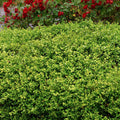 Buxus 'Green Beauty' - Green Beauty Boxwood - 5 Gallon - Roger's Gardens
