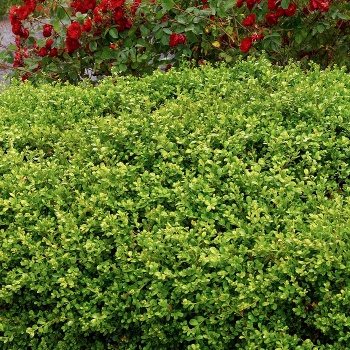 Buxus 'Green Beauty' - Green Tower Boxwood - 1 Gallon - Roger's Gardens