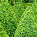 Buxus 'Green Mountain' - Green Mountain Boxwood - 2 Gallon - Roger's Gardens
