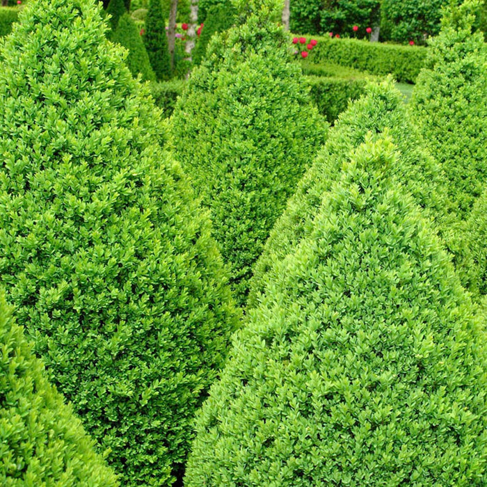 Buxus 'Green Mountain' - Green Mountain Boxwood - 2 Gallon - Roger's Gardens