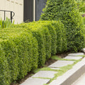 Buxus 'Green Mountain' - Green Mountain Boxwood - 5 Gallon - Roger's Gardens
