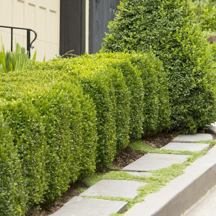 BUXUS 'GREEN MOUNTAIN' - Roger's Gardens
