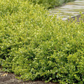 Buxus 'Winter Gem' - Winter Gem Boxwood - 10 Gallon - Roger's Gardens