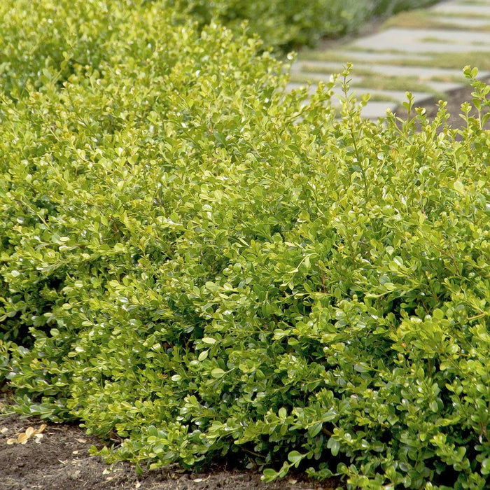 Buxus 'Winter Gem' - Winter Gem Boxwood - 10 Gallon - Roger's Gardens