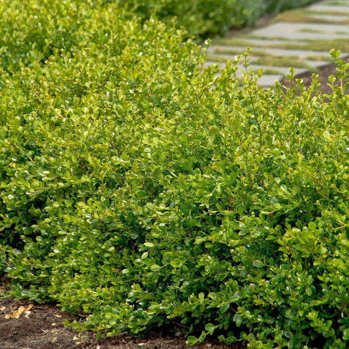 Buxus 'Winter Gem' - Winter Gem Boxwood - 2 Gallon - Roger's Gardens