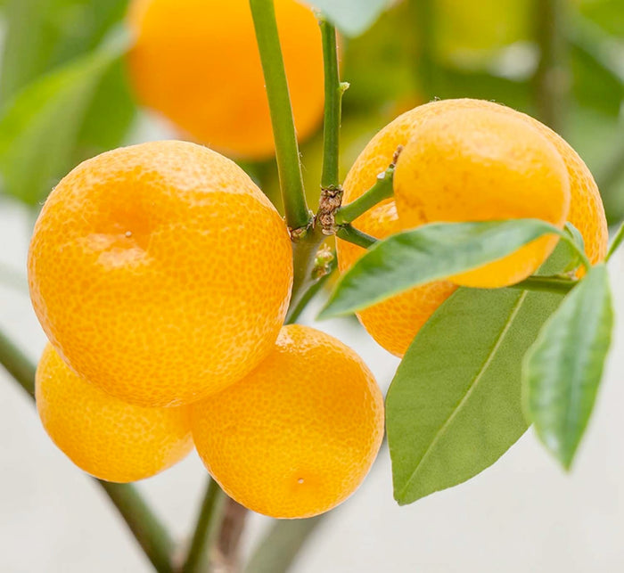 Calamondin Standard - 5 Gallon