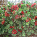 Callistemon 'Little John' - Little John Dwarf Bottlebrush - 2 Gallon - Roger's Gardens