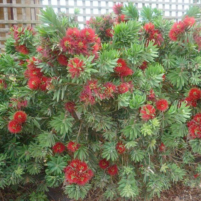 Callistemon 'Little John' - Little John Dwarf Bottlebrush - 2 Gallon - Roger's Gardens