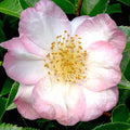 Camellia 'Apple Blossom' - Apple Blossom Camellia - 7 Gallon - Roger's Gardens