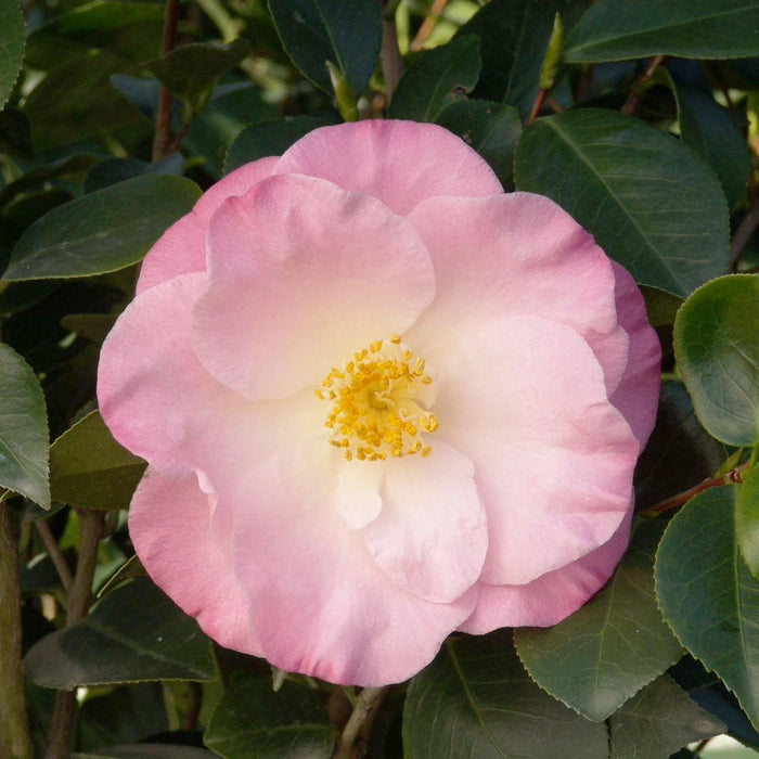 Camellia 'April Remembered'® - April Remembered Ice Angels Camellia - 5 Gallon - Roger's Gardens