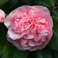 Camellia 'Debutante' - Debutante Camellia - 5 Gallon - Roger's Gardens