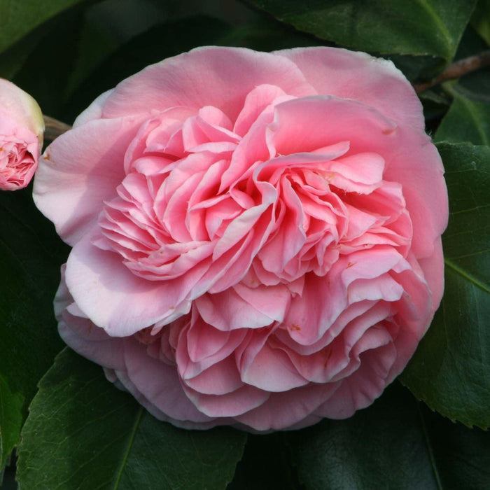 Camellia 'Debutante' - Debutante Camellia - 5 Gallon - Roger's Gardens