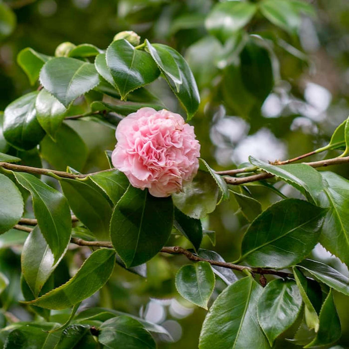 Camellia Japonica 'Debutante' - Debutante Camellia - 2 Gallon - Roger's Gardens