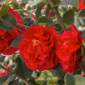 Camellia 'Kramer'S Supreme' - Kramer's Supreme Camellia - 5 Gallon - Roger's Gardens