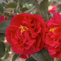 Camellia 'Kramer'S Supreme' - Kramer's Supreme Camellia - 7 Gallon - Roger's Gardens