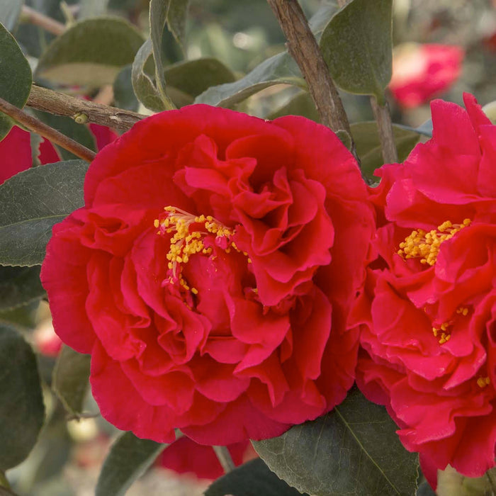 Camellia 'Kramer'S Supreme' - Kramer's Supreme Camellia - 7 Gallon - Roger's Gardens