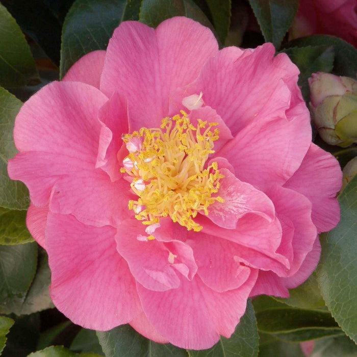 Camellia 'Kumasaka' - Kumasaka Camellia - 5 Gallon - Roger's Gardens