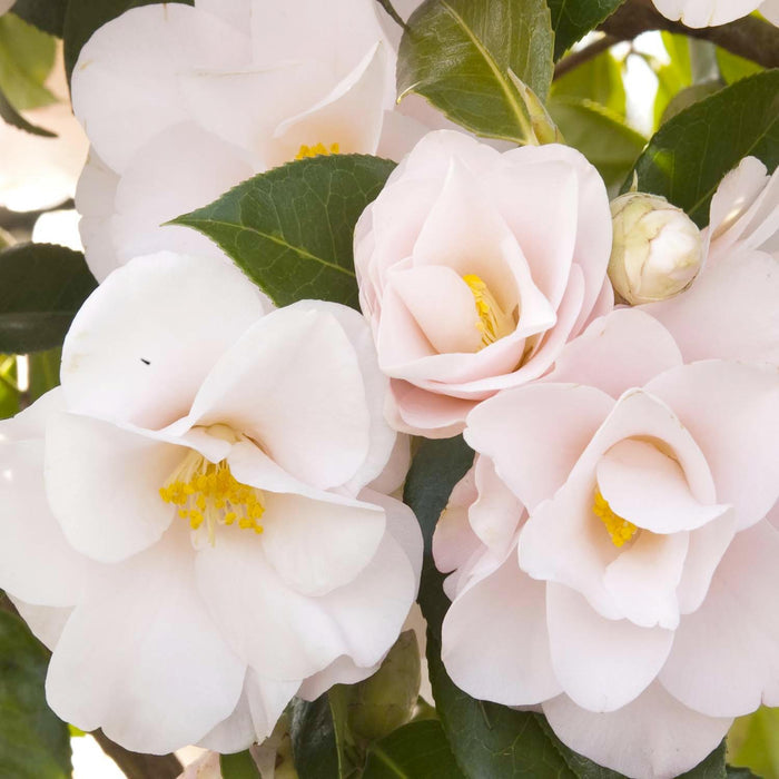 Camellia 'Magnoliaeflora' - Magnoliaeflora Camellia - 5 Gallon - Roger's Gardens