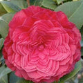 Camellia 'Nuccio's Bella Rosa' - Nuccio's Bella Rossa Camellia - 5 Gallon - Roger's Gardens